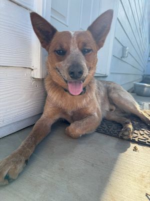 Cattle dog male 15 years oldMeet Theo This resilient loving friendly conne