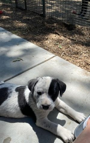 Cattle dog mix puppy maleMeet Dapple Dapple and his four siblings came to the 
