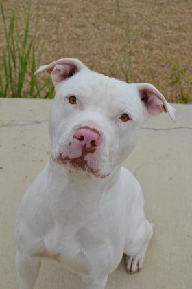 Boudin is available for adoption at the Plaquemines Campus at 455 F Edward Hebe
