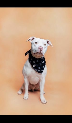 Boudin (Underdog) Pit Bull Terrier Dog