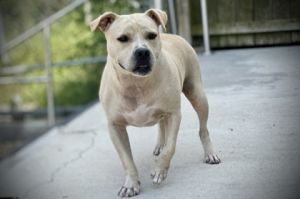 Baguette (Underdog) Pit Bull Terrier Dog