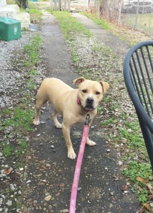 Baguette (Underdog in Foster) Pit Bull Terrier Dog