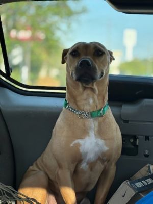 Name Sparky Age 1 year old Breed Mixed breed Size Medium about 40 lbs Special Needs Patience 