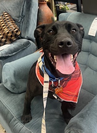 Zuko, an adoptable Pit Bull Terrier, Labrador Retriever in Durango, CO, 81301 | Photo Image 1