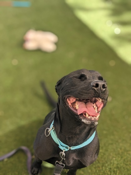 Zuko, an adoptable Pit Bull Terrier, Labrador Retriever in Durango, CO, 81301 | Photo Image 2