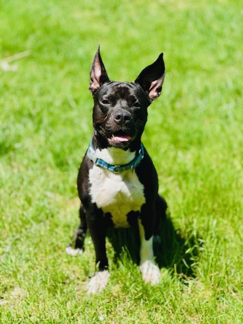 Maxii, an adoptable Pit Bull Terrier in Hillsboro, NH, 03244 | Photo Image 2