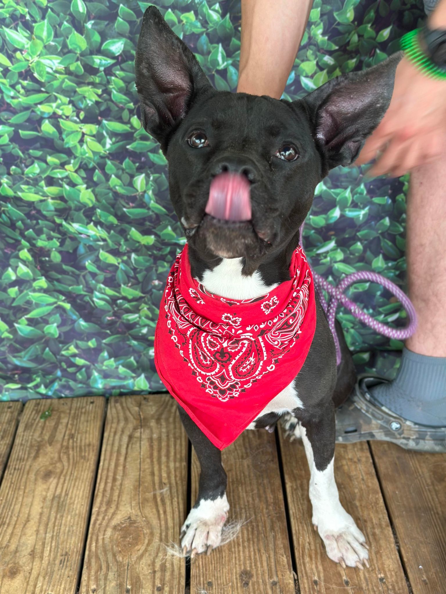 Maxii, an adoptable Pit Bull Terrier in Hillsboro, NH, 03244 | Photo Image 3
