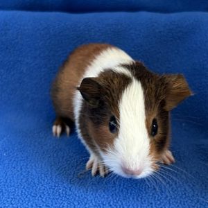 Im Toffee and I am an American male guinea pig who was born on August 18 2023 