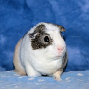 Im Ollie a 4 year old Crested male guinea pig who was surrendered by his famil