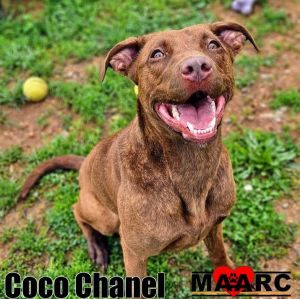 Coco Chanel Mountain Cur Dog