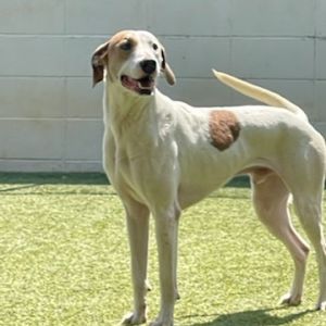 Dexter 5864, Adult Male Beagle
