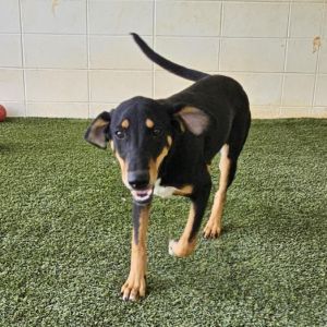 Sarah, Adult Female Black and Tan Coonhound