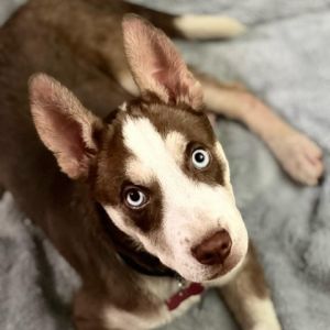 Ice the charismatic Husky mix is a bundle of charm and intelligence at just 4-