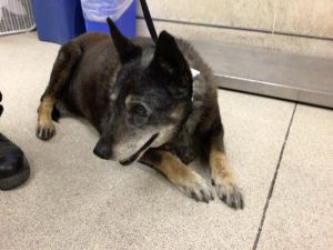 Cattle dog mix female 13 years oldReba is 13 and spayed The shelter spayed he