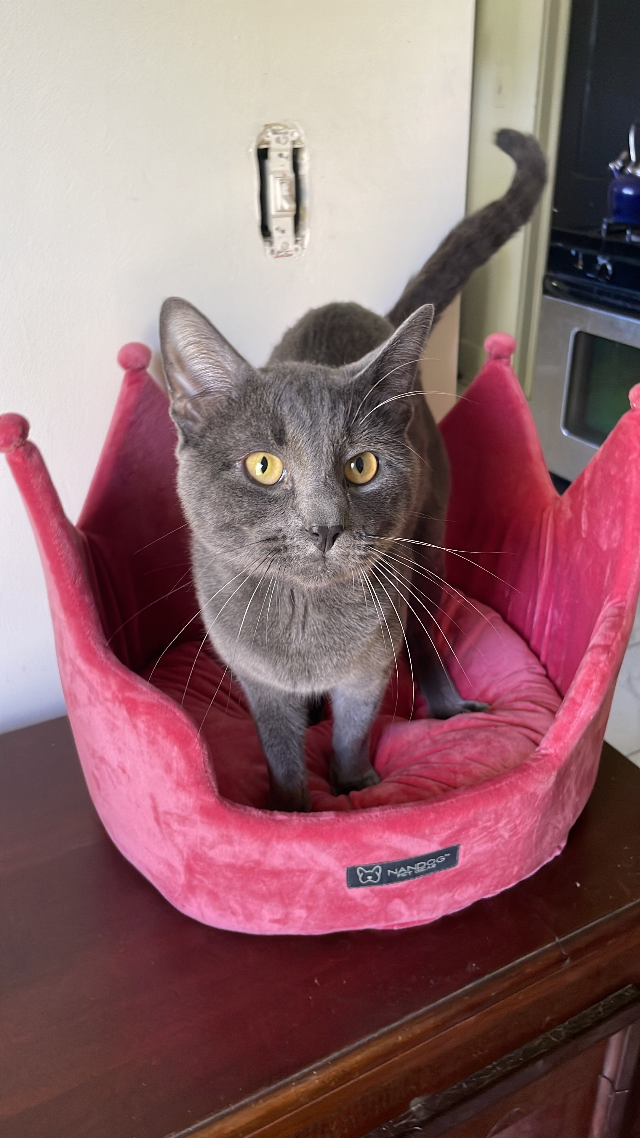 Fern, an adoptable Russian Blue in Randolph, AL, 36792 | Photo Image 1