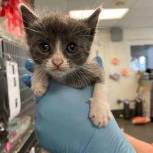 Maracas Domestic Short Hair Cat