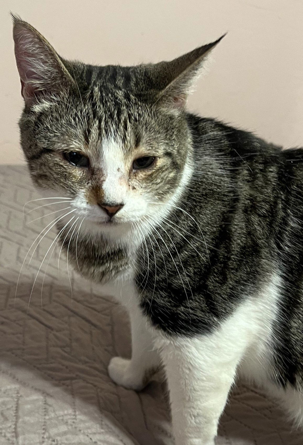 Dolly, an adoptable Domestic Short Hair in Phoenix, AZ, 85023 | Photo Image 1