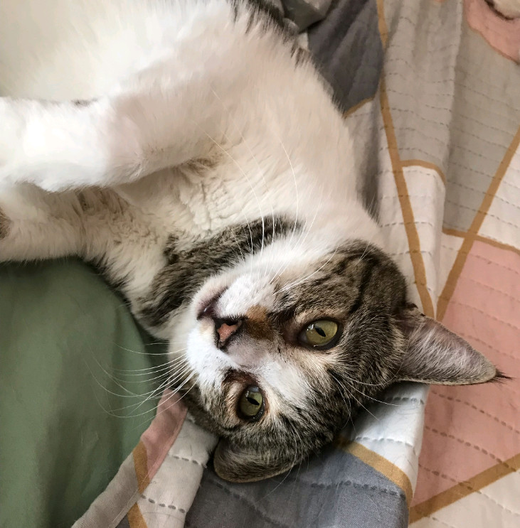 Dolly, an adoptable Domestic Short Hair in Phoenix, AZ, 85023 | Photo Image 2