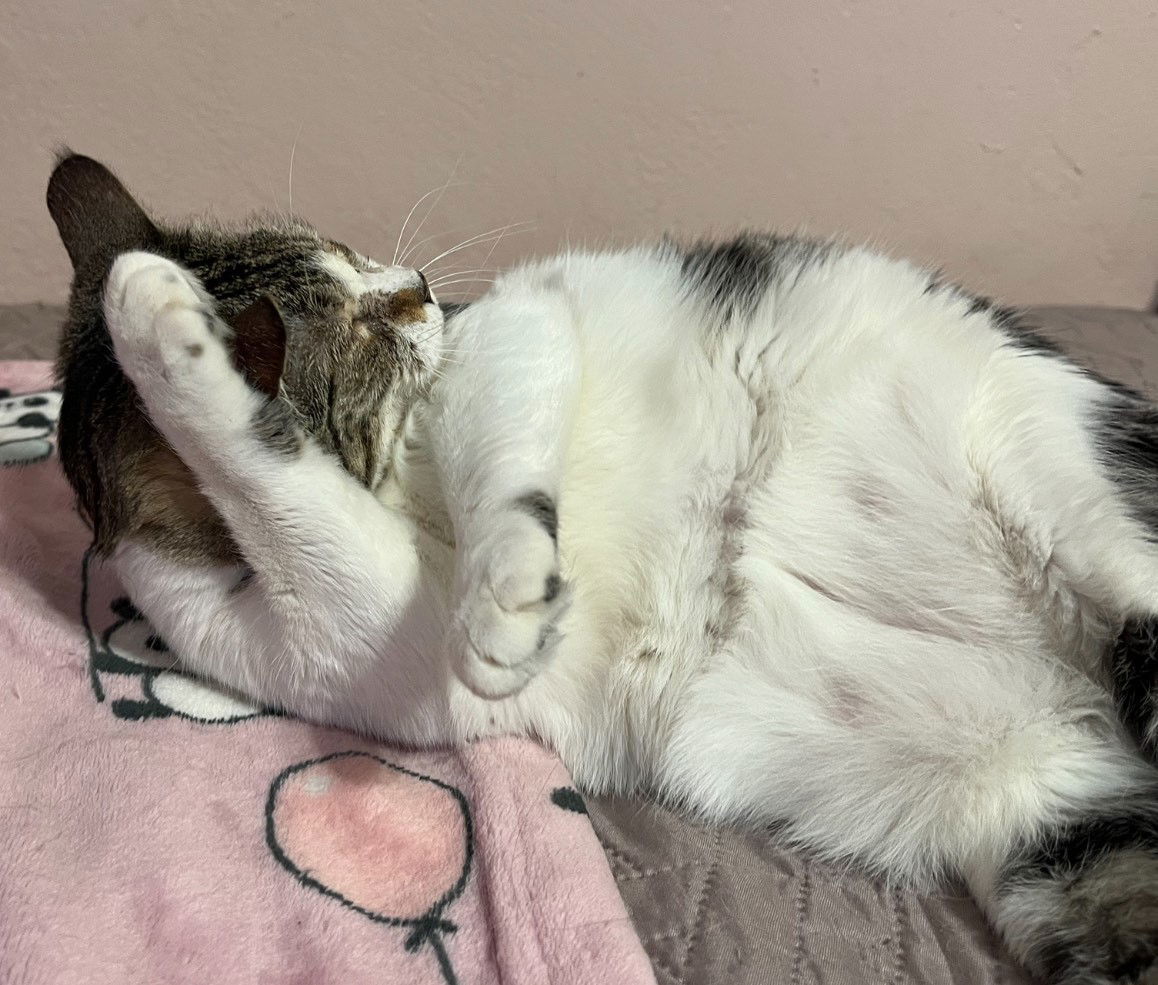 Dolly, an adoptable Domestic Short Hair in Phoenix, AZ, 85023 | Photo Image 3