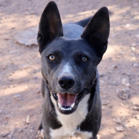 Tortilla, an adoptable Mixed Breed in Moab, UT, 84532 | Photo Image 1