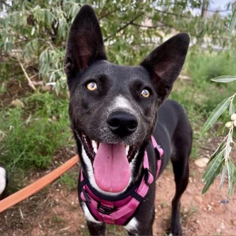 Tortilla, an adoptable Mixed Breed in Moab, UT, 84532 | Photo Image 1