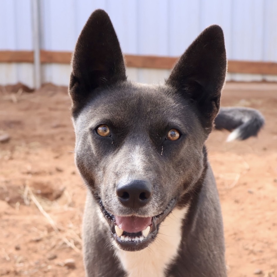 Tortilla, an adoptable Mixed Breed in Moab, UT, 84532 | Photo Image 1