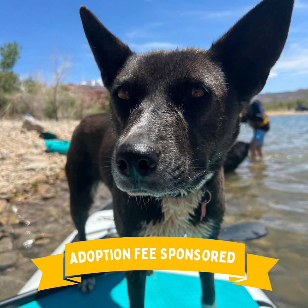 Tortilla, an adoptable Mixed Breed in Moab, UT, 84532 | Photo Image 1