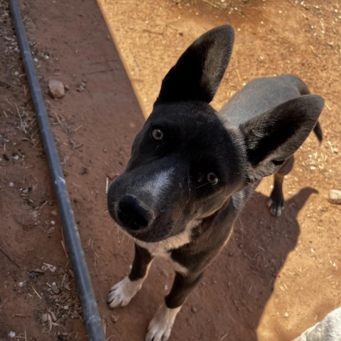 Tortilla, an adoptable Mixed Breed in Moab, UT, 84532 | Photo Image 2