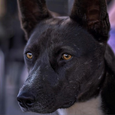 Tortilla, an adoptable Mixed Breed in Moab, UT, 84532 | Photo Image 2