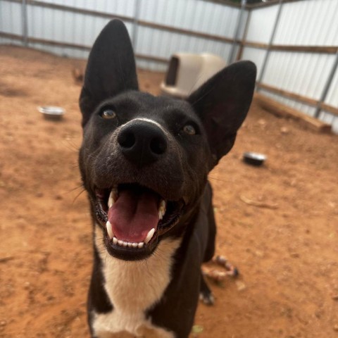 Tortilla, an adoptable Mixed Breed in Moab, UT, 84532 | Photo Image 2