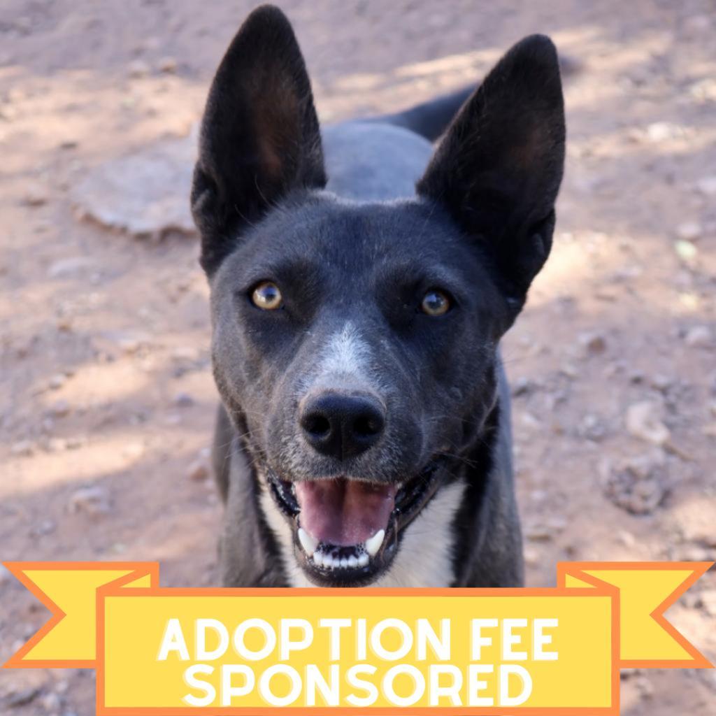 Tortilla, an adoptable Mixed Breed in Moab, UT, 84532 | Photo Image 2