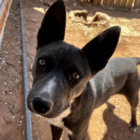 Tortilla, an adoptable Mixed Breed in Moab, UT, 84532 | Photo Image 3