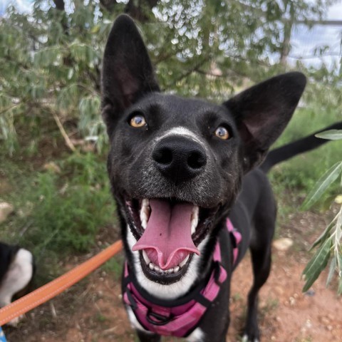 Tortilla, an adoptable Mixed Breed in Moab, UT, 84532 | Photo Image 3