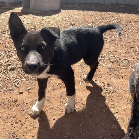 Tortilla, an adoptable Mixed Breed in Moab, UT, 84532 | Photo Image 4