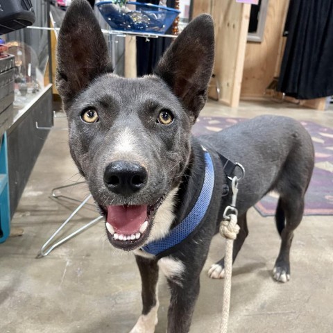 Tortilla, an adoptable Mixed Breed in Moab, UT, 84532 | Photo Image 4