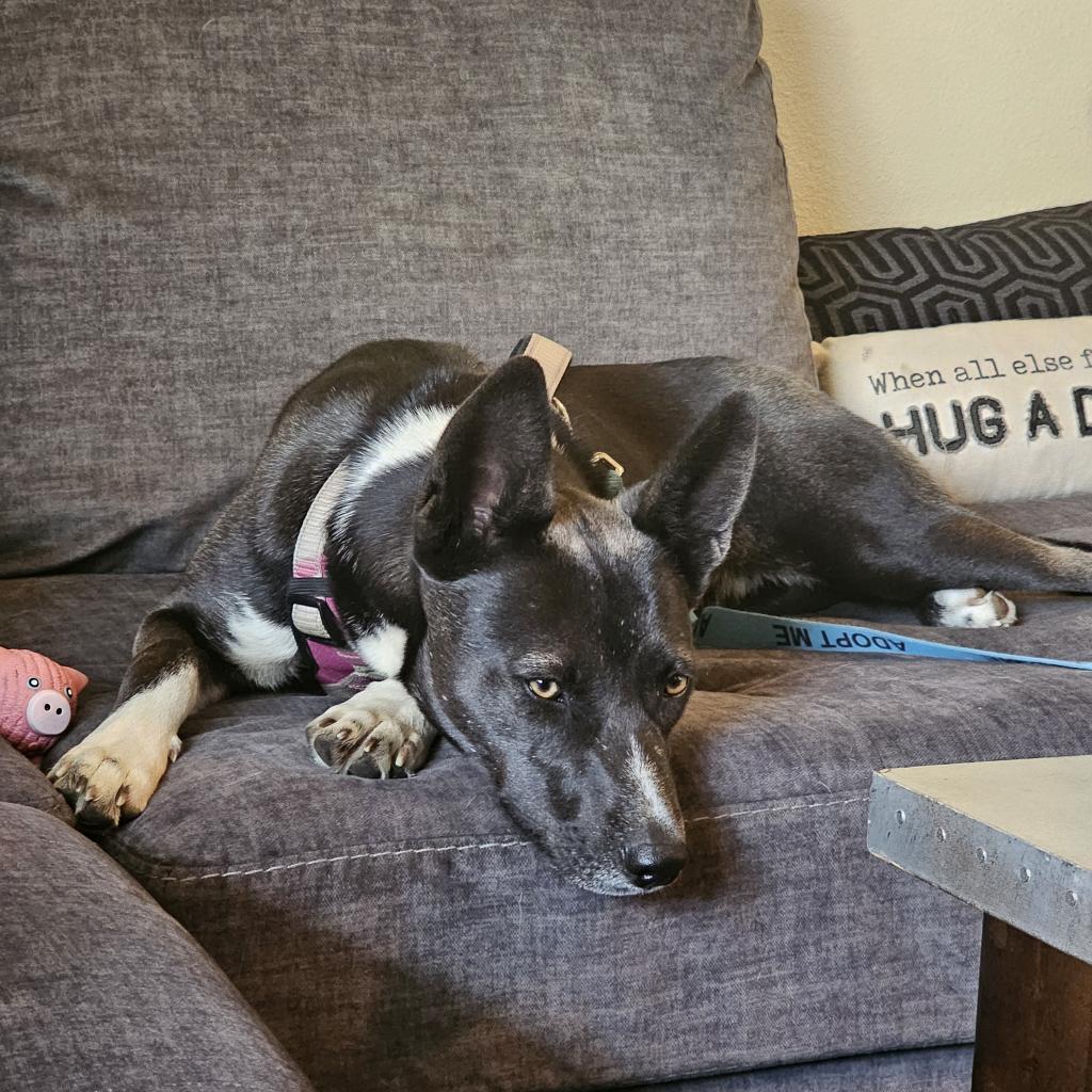 Tortilla, an adoptable Mixed Breed in Moab, UT, 84532 | Photo Image 4