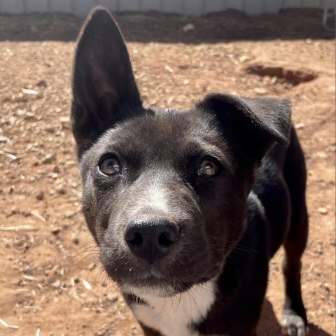 Tortilla, an adoptable Mixed Breed in Moab, UT, 84532 | Photo Image 5