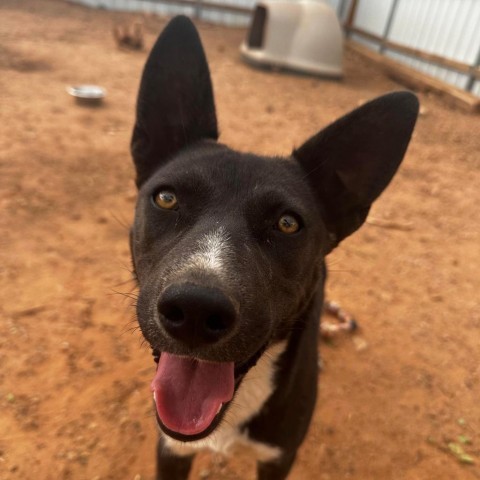 Tortilla, an adoptable Mixed Breed in Moab, UT, 84532 | Photo Image 5