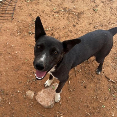 Tortilla, an adoptable Mixed Breed in Moab, UT, 84532 | Photo Image 6