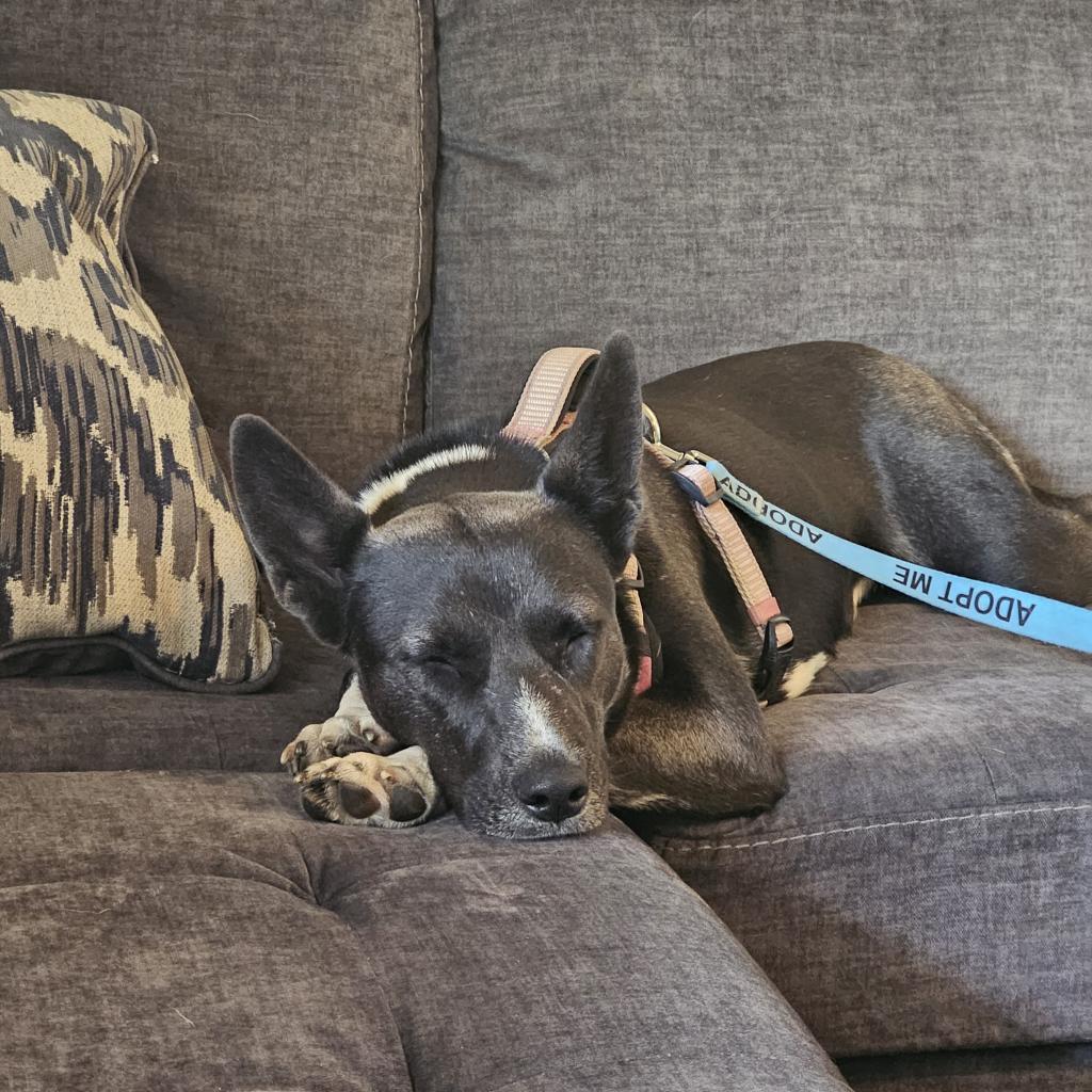 Tortilla, an adoptable Mixed Breed in Moab, UT, 84532 | Photo Image 6