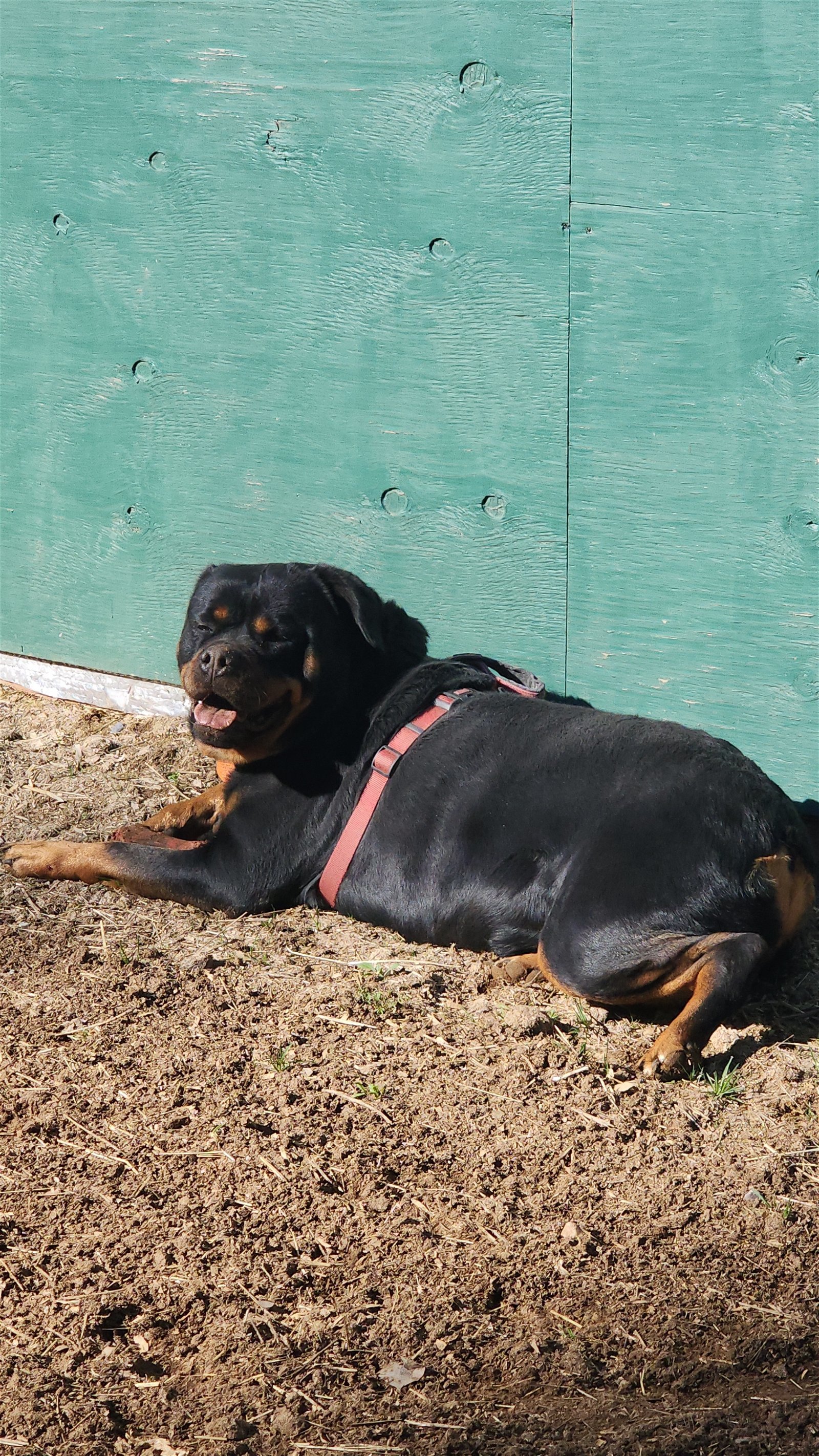 Roxy/Referral, an adoptable Rottweiler in Laurel, MT, 59715 | Photo Image 1