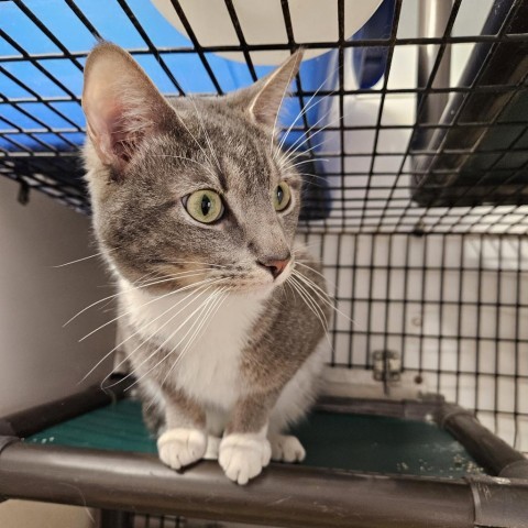 Pikachu, an adoptable Domestic Short Hair in Kingman, KS, 67068 | Photo Image 1