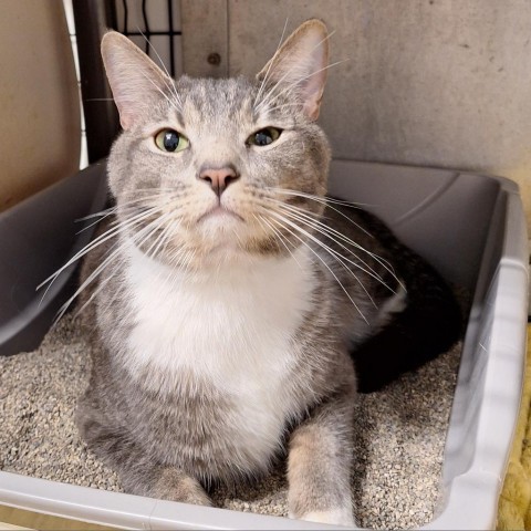 Pikachu, an adoptable Domestic Short Hair in Kingman, KS, 67068 | Photo Image 2