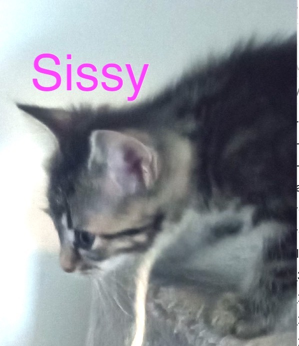 Sissy