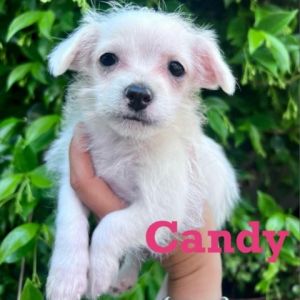 Candy Maltese Dog