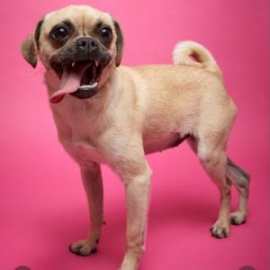 Peggy Pug is a tiny lil gal - she weighs no more than 12 pounds so is a mix of