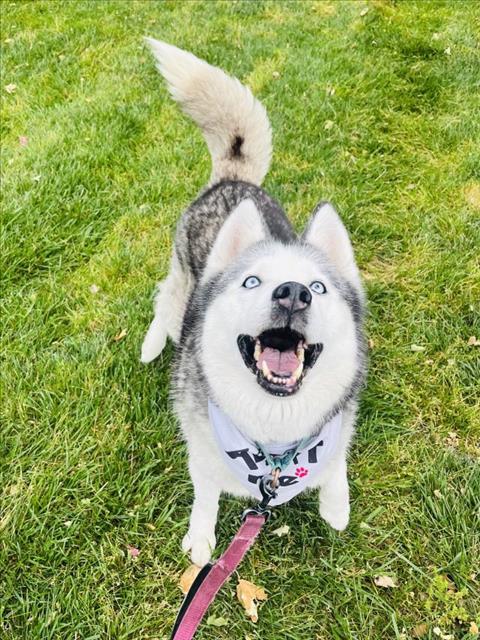 YESIKA, an adoptable Siberian Husky in Santa Barbara, CA, 93111 | Photo Image 1
