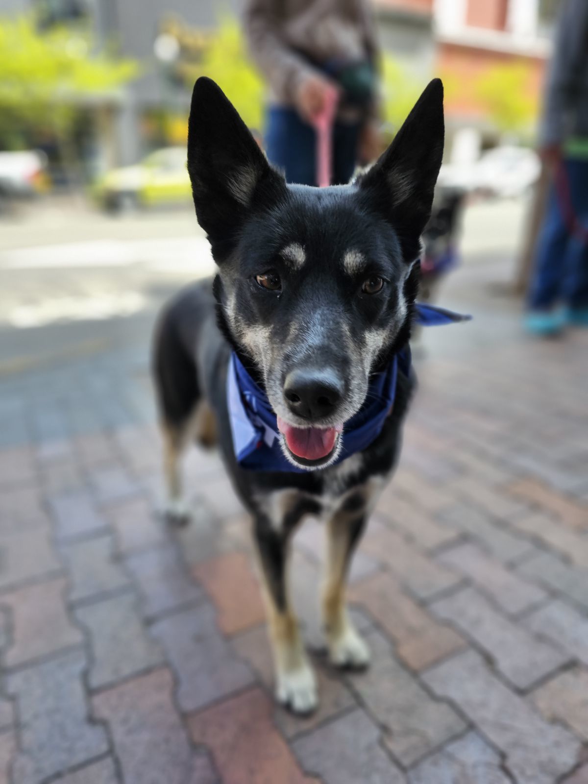 Ruby, an adoptable Australian Kelpie, Alaskan Malamute in Boise, ID, 83702 | Photo Image 1