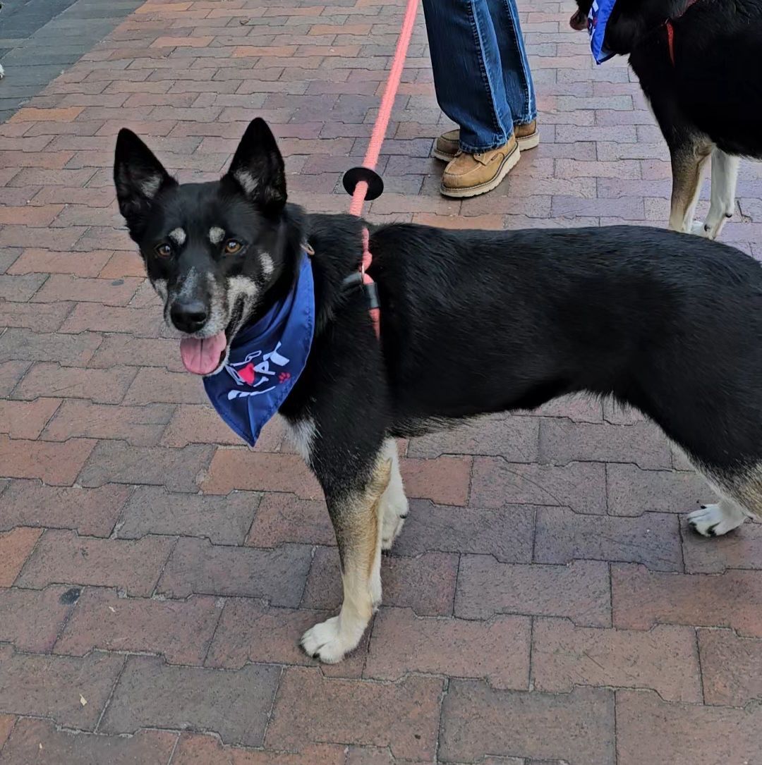 Ruby, an adoptable Australian Kelpie, Alaskan Malamute in Boise, ID, 83702 | Photo Image 3