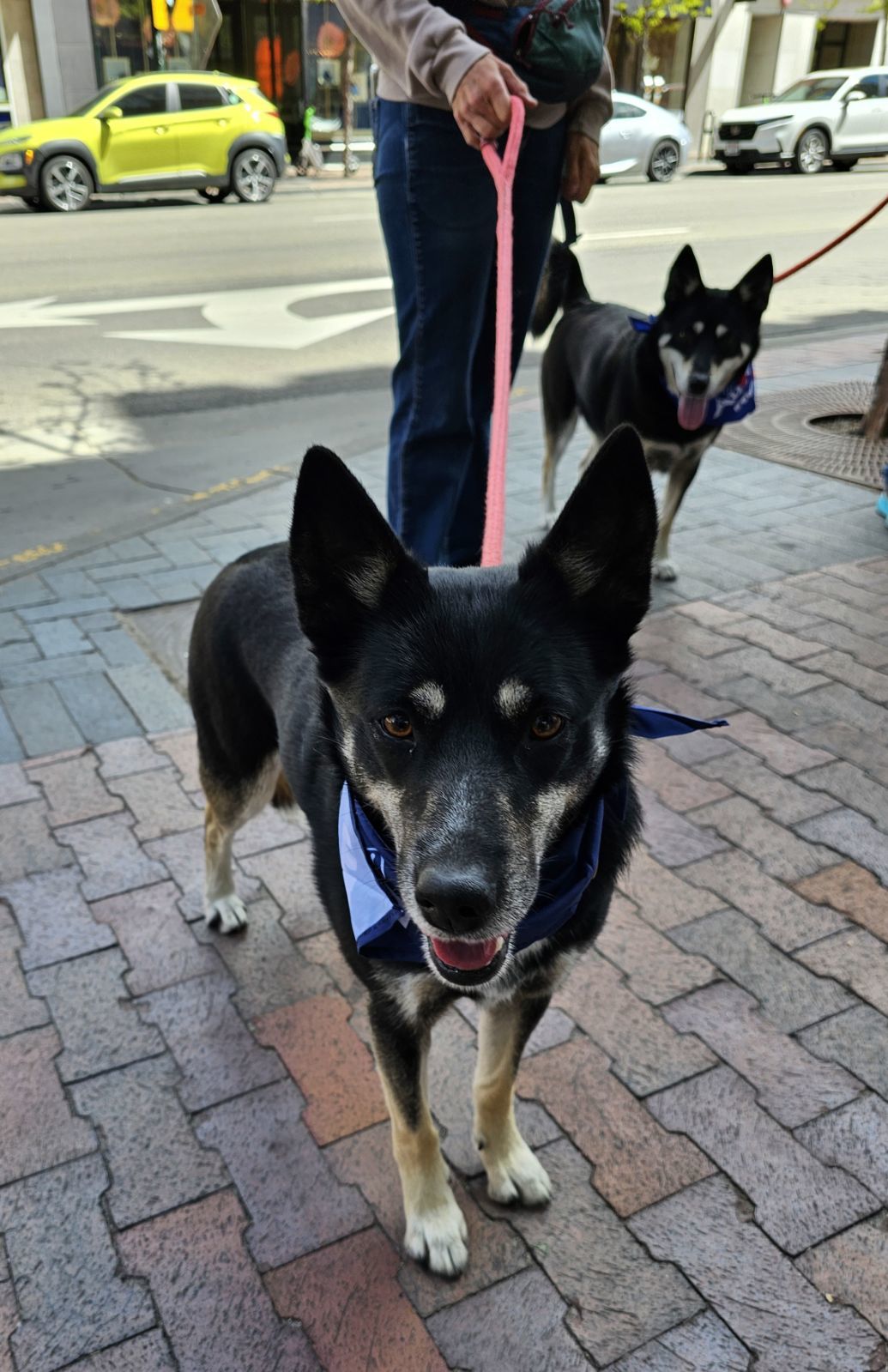 Ruby, an adoptable Australian Kelpie, Alaskan Malamute in Boise, ID, 83702 | Photo Image 4